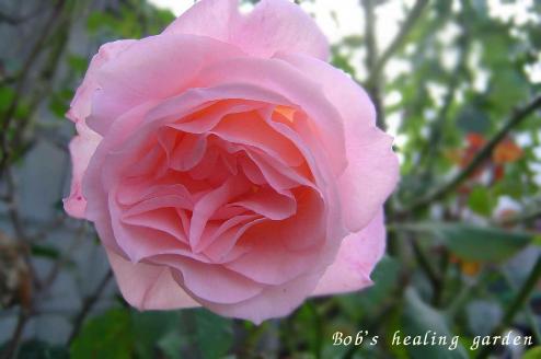 バラ　ブライダル・ピンク
