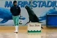 ﾔｧ