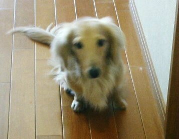 もしもし？