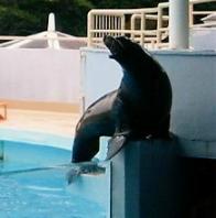 ｱｳｯ