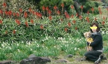 花ｺﾗﾎﾞ
