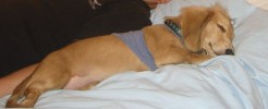 心地よい眠り