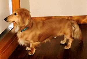 おとうしゃんお疲れ様！