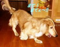 僕の足に敵う奴は居ないぜ！