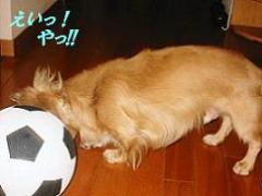 僕の石頭をくらえっ！