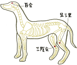 ワンコのツボ