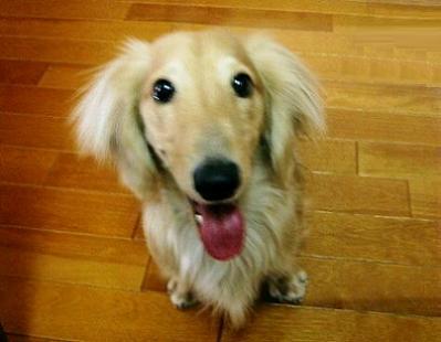 ハッ!　ハッ！　････