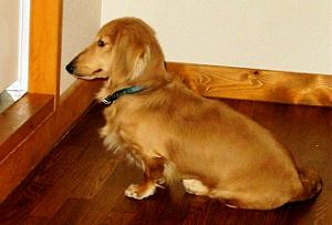 くたびれたのでお座りしようっと！