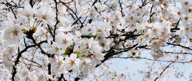 多摩川の桜