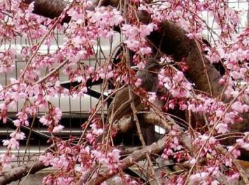 鳥さん見えますか？