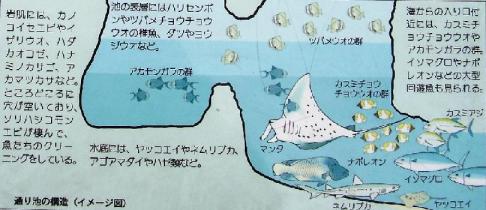 通り池に棲む魚