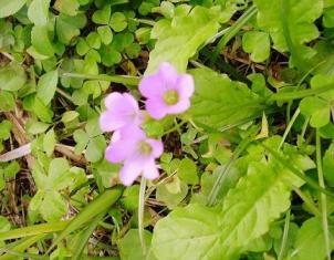 小さな野草も･･･