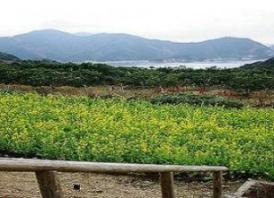 菜の花畑