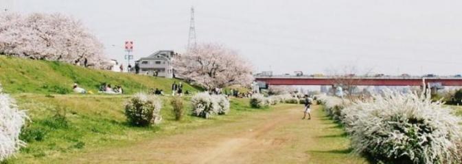 雪ヤナギも沢山