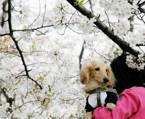 テーマは「わんこと桜」