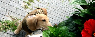 お花だぁ