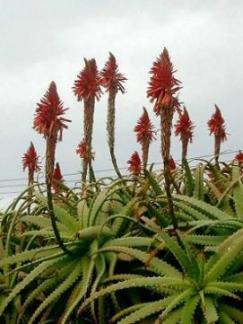 アロエの花
