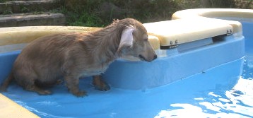 飛び込む？.