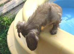 プールから上がります