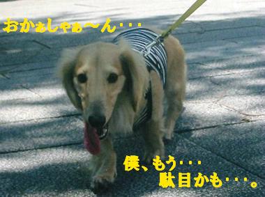 ふぇ～～ん＞＜。