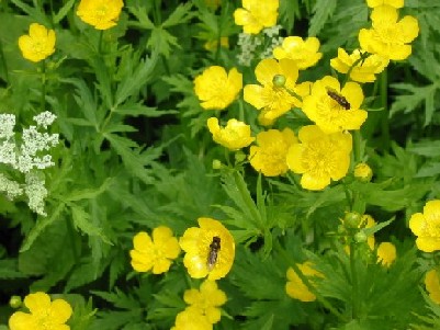 ミヤマキンポウゲ