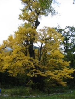 紅葉１