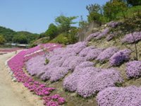 芝桜