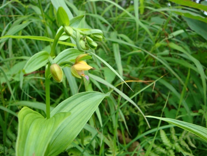 カキラン