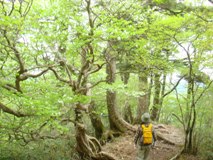 新緑の登山道