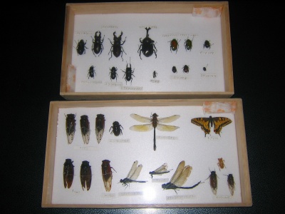 2007.8.19自由研究の標本作り 044.jpg