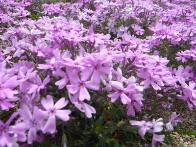 10050805.jpg