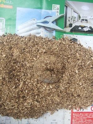 DSCF6515.jpg