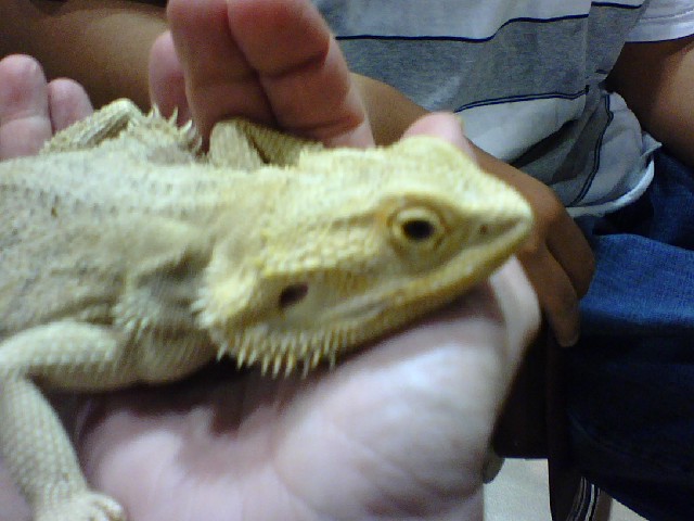 Reptiles 001.jpg