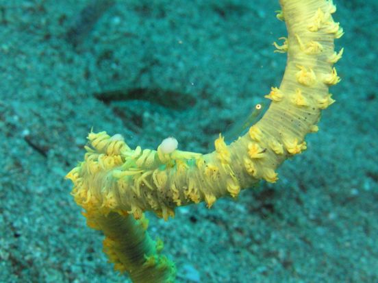 ムチカラマツエビとガラスハゼかな