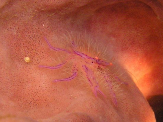 ピンクスクワット