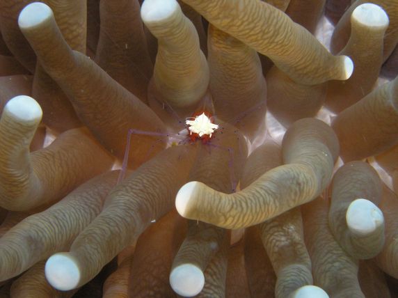 コロールシュリンプ