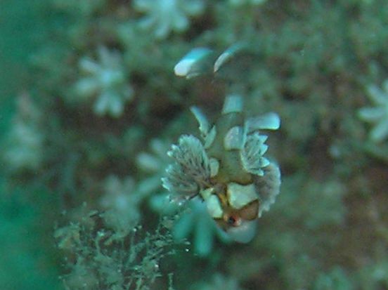 ﾁｮｳﾁｮｳｺｼｮｳﾀﾞｲｙｇ