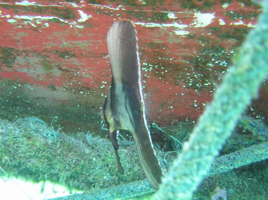 ツバメ魚ｙｇ２