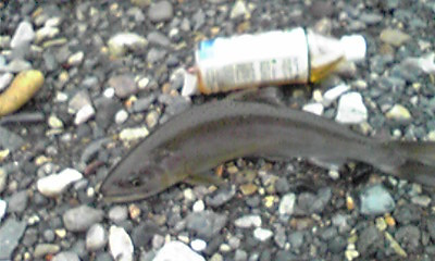 大きいの釣れたどぉ～