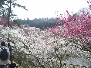 ume1.jpg