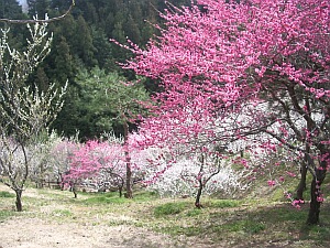 ume2.jpg