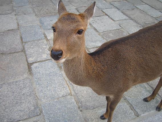 奈良公園の鹿２