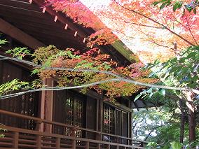 紅葉～色ずき始めたモミジ