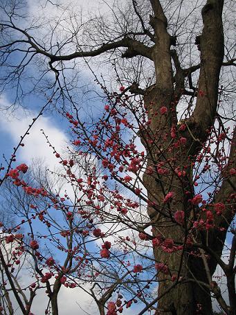 北野天満宮「梅苑」