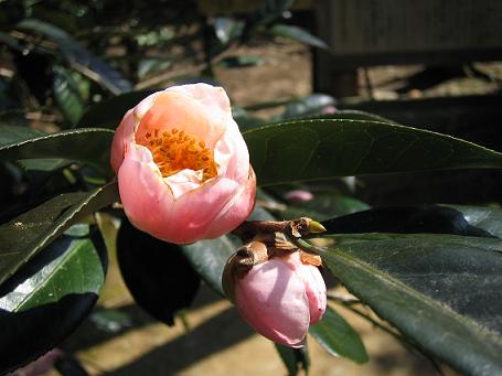 金福寺「芭蕉庵」裏の　“西王母”