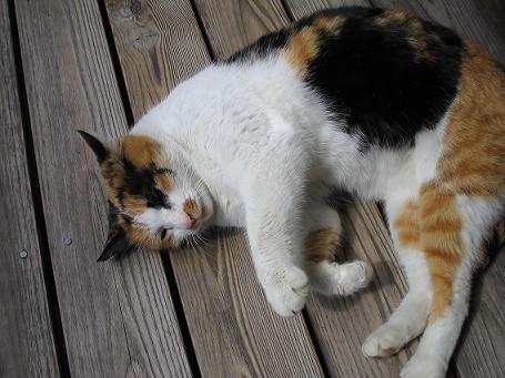 金福寺の三毛猫だにゃん♪