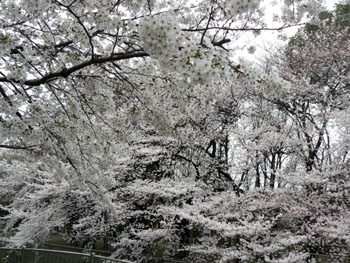 2011sakura