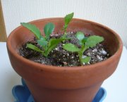 10/26 びいるちゃんの子宝草