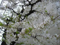 ４月５日の実家の桜