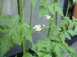 風船かずらの花